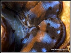 Closeup of a juvenile giant clam by Yves Antoniazzo 